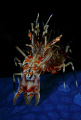 Tigershrimp 
